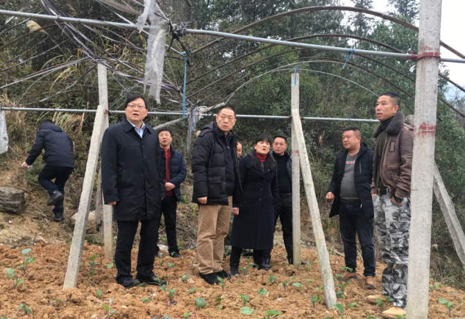 1608777289272035476.png 3.肖湘愚一行实地考察罗汉果种植基地.png